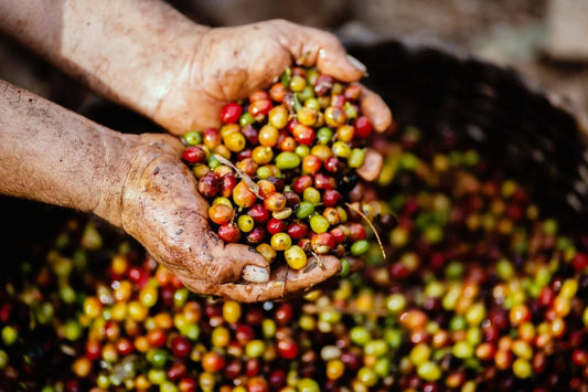 Decaf Honduras Copán