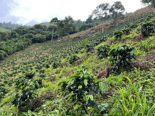 Colombia 12oz